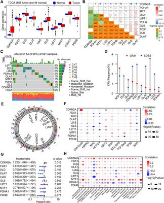 Cuproptosis patterns and tumor immune infiltration characterization in colorectal cancer